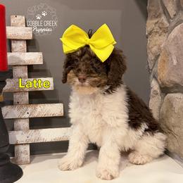 Latte - Brown and white female Bernedoodle puppy in Heyworth, Illinois from Cobble Creek Puppies