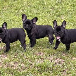 French Bulldog Puppies from Mayfair French Bulldogs