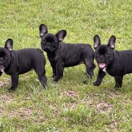 French Bulldog Puppies from Mayfair French Bulldogs