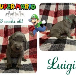 LUIGI - Blue male Weimaraner puppy in Ferrum, Virginia from LAAT Weims
