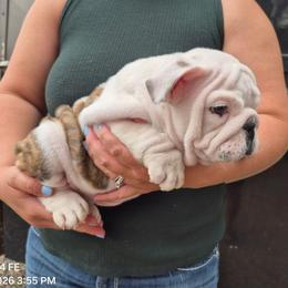 Bo - Red brindle and white male Bulldog puppy in Arlington, Washington from Stout's Hunting Labs and trsbullies