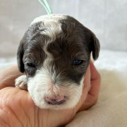 Snow White - Merle female Cockapoo puppy in Adrian, Oregon from ApplebyFarm
