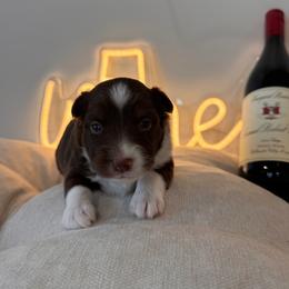 Pinot Noir - Red tri male Miniature Australian Shepherd puppy in Massapequa, New York from All That Auss Mini Aussies