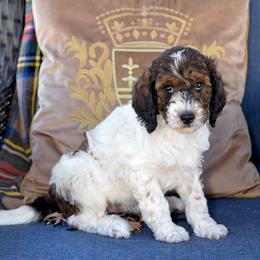 Flora - Parti female Goldendoodle puppy in Idaho Falls, Idaho from High Quality Goldendoodles