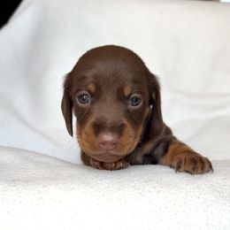 Girl 1 - Chocolate and tan female Dachshund puppy in Hollidaysburg, Pennsylvania from Weenie Bros