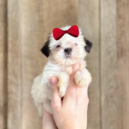 Girl 2 - Sable and white female Shih Tzu puppy in Seguin, Texas from Dolled Up Shih Tzus