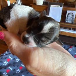 Daisy - Parti female Miniature Schnauzer puppy in Elk Grove, California from Meuser's Miniature Schnauzers