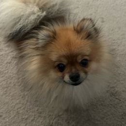Sandy - Pomeranian