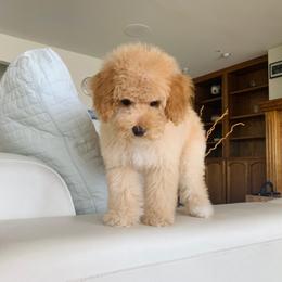 Charlie, the large male - White male Poodle puppy in Victorville, California from ItalianToyPoodles