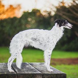 Silken Windhounds from Beloved Silken Windhounds