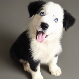 Bud - Black tri-color male Australian Shepherd puppy in Lakeland, Florida from Aussies of Hope LLC