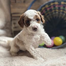 Reef - Blenheim male Cavapoo puppy in Orrstown, Pennsylvania from Pawfect Fur Friends