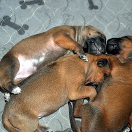 Girl 2 - Rd whtn blk nose Rhodesian Ridgeback puppy in Bronson, Florida from Chioke Rhodesians