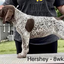 German Shorthaired Pointer Puppies from Wild Rose GSP's