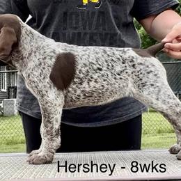 German Shorthaired Pointer Puppies from Wild Rose GSP's