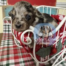 Millie Mae - Dapple female Dachshund puppy in Adamsville, Tennessee from Shiloh Ridge Dachshunds