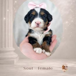 Soul - Tri-color female Bernedoodle puppy in Canton, Georgia from Teddy Puppies