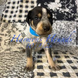 Maverick - Blue ticked and tan male Bluetick Coonhound puppy in Mount Pleasant, Texas from Harmons Hounds