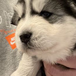 Pomsky Puppies from Magic Valley Pomskies