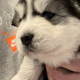 Pomsky Puppies from Magic Valley Pomskies