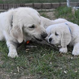 Golden Retriever Puppies from Lightning Oak Acres