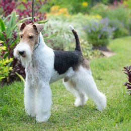 Border Collies and Wire Fox Terriers from De Stijl Kennels