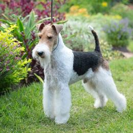 Border Collies and Wire Fox Terriers from De Stijl Kennels