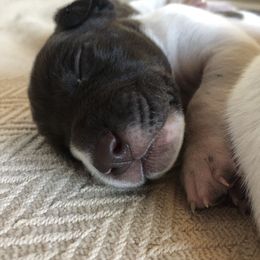 German Shorthaired Pointer Puppies from Chasing Kaya