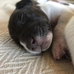 German Shorthaired Pointer Puppies from Chasing Kaya