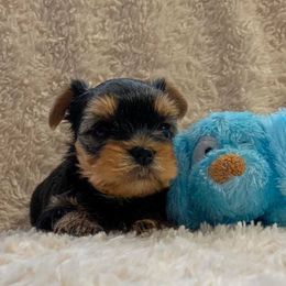 Yorkshire Terrier Puppies from Little Blessings Yorkies
