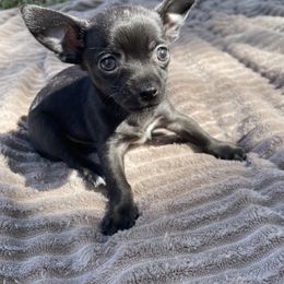Chihuahua Puppies from Little Paws