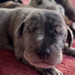 Goldendoodles and Great Danes from DoodleDandy & Danes