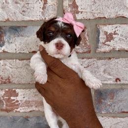 Almond Joy - Tri-color female Bernedoodle puppy in Richmond, Texas from Harper’s Heartbeats