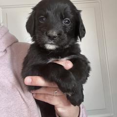Girl 4 (white) - female Golden Mountain Dog puppy in Wyoming from Great Basin BMD