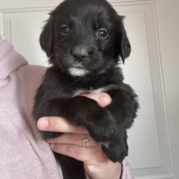 Girl 4 (white) - female Golden Mountain Dog puppy in Wyoming from Great Basin BMD