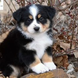Delta - Miniature Australian Shepherd