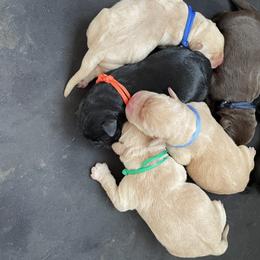 Labrador Retriever Puppies from No Boundaries Kennels