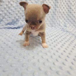 Lilac boy - Silver and white male Chihuahua puppy in Richmond, Virginia from Breens