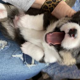 Pembroke Welsh Corgi Puppies from Davies Ranch Pembroke Welsh Corgis