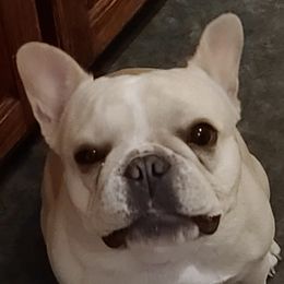 Camilla - French Bulldog