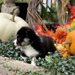 Pembroke Welsh Corgi Puppies from A&A’s Adorable Corgis