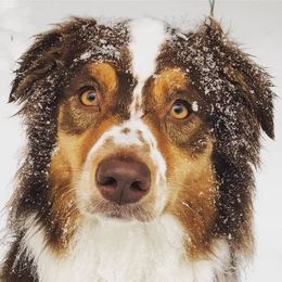 Australian Shepherds and Miniature American Shepherds from Hemlock Brook Farm and Kennels