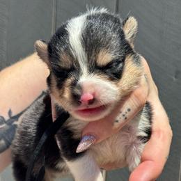 Nugget (black) - Black and tan male Pembroke Welsh Corgi puppy in East Oakdale, California from Rhettro Kennels