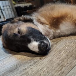 Borzoi and Samoyed Puppies from Kalabria