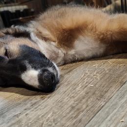 Borzoi and Samoyed Puppies from Kalabria