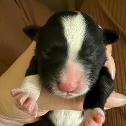 Girl 4 - Black and white female Border Collie puppy in Bryantown, Maryland from Bellaclan Border Collies