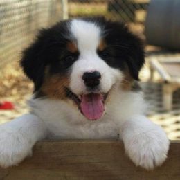 Australian Shepherd Puppies from Crofton Australian Shepherds