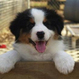 Australian Shepherd Puppies from Crofton Australian Shepherds