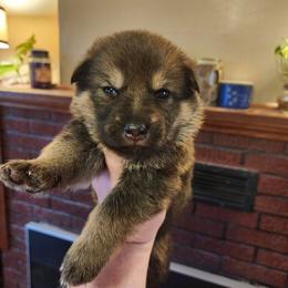 Winter - Sable female German Shepherd puppy in Hope, Idaho from Fyrestorm Shepherds