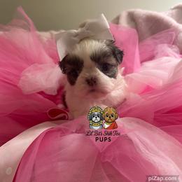 Bambi - Gold and white female Shih Tzu puppy in Walkertown, North Carolina from Lil’ Bit’s Shih Tzu